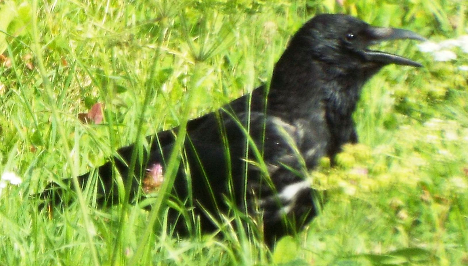 Corvidae dallo strano piumagggio: ibridi tra Cornacchia nera e Cornacchia grigia